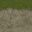 Grass_dirtb_64HV texture from islandlodcomindnt.txd (32x32 rgba)