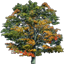 Newtreeb_lod texture from comlod2.txd (64x64 rgba)