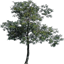 Newtreec_lod texture from comlod1.txd (64x64 rgba)
