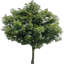 Newtreed_lod texture from indust2.txd (64x64 rgba)