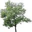 Newtreee_lod texture from comlod1.txd (64x64 rgba)