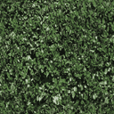Shrubg texture from block4grn.txd (128x128 rgba)