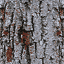 bark texture from casinogarden.txd (64x64 rgba)