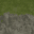 cliffgrass3_64H texture from islandcomind.txd (32x32 rgba)