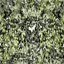ivy3new texture from tonys.txd (128x128 rgba)