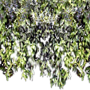ivy4 texture from condo.txd (128x128 rgba)