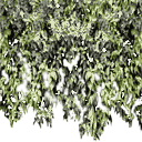 ivy4new texture from tonys.txd (128x128 rgba)