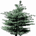 jap_bush_texture texture from lovies.txd (128x128 rgba)