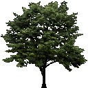 newtreea128 texture from trees2.txd (128x128 rgba)