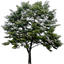 newtreea_lod texture from indust2.txd (64x64 rgba)