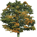 newtreeb256 texture from trees2.txd (128x128 rgba)