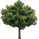newtreed256 texture from trees2.txd (128x128 rgba)