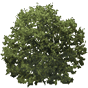 newtreeleaves128 texture from trees.txd (128x128 rgba)
