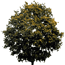 newtreeleavesb128 texture from trees.txd (128x128 rgba)