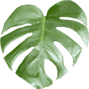 sal_plant texture from sal_inside.txd (128x128 rgba)