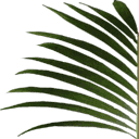sal_plant2 texture from sal_inside.txd (128x128 rgba)