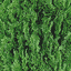 treebush_64HV texture from pinetrees.txd (64x64 rgba)