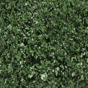 Shrubg texture from airporterminal.txd (128x128 dxt1)