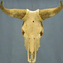 bbar_skull texture from bb_barroom.txd (128x128 dxt1)