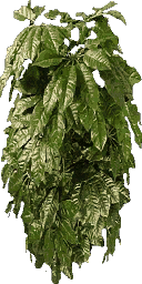 cl_plant1 texture from hi_cutclof_opa.txd (128x256 dxt3)