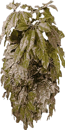 cl_plant2 texture from hi_cutsdrm_3.txd (128x256 dxt3)
