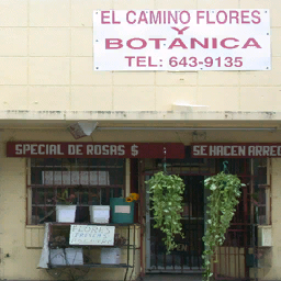 florists256 texture from lithablk9.txd (256x256 dxt1)