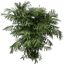 fuzzyplant256 texture from generic.txd (128x128 dxt3)