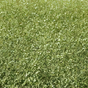 hedge texture from star1.txd (128x128 dxt1)