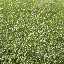 hedgeLOD texture from lod_man_grnds.txd (64x64 dxt1)