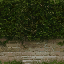 hedgewall_64 texture from nbtrooftop.txd (64x64 dxt1)