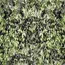 ivy3new texture from dk_midbuilds.txd (128x128 dxt1)