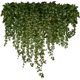 kb_ivy2_256 texture from cl_ext2.txd (256x256 dxt1)