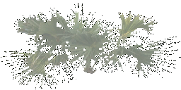 kbtree4_test texture from cl_vegbits.txd (256x128 dxt3)