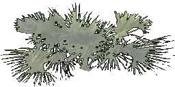 kbtree4_test texture from spad_opac.txd (256x128 dxt3)