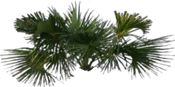 kbtree4_test texture from yachttings.txd (256x128 dxt3)