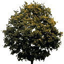 newtreeleavesb128 texture from dtn_veg.txd (128x128 dxt1)