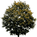 newtreeleavesb128 texture from generic.txd (128x128 dxt3)