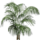 planta256 texture from generic.txd (128x128 dxt3)