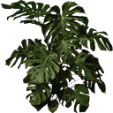 plantb256 texture from generic.txd (128x128 dxt3)