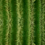 prop_cactus texture from ci_studio5.txd (64x64 dxt1)