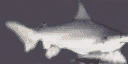 sharky texture from shark.txd (128x64 dxt1)