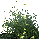 starflower4 texture from starf.txd (128x128 dxt1)