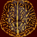 turtletop texture from turtle.txd (128x128 dxt1)