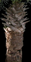 Bdup2_plantStalk texture from whore_rms.txd (128x256 DXT1)
