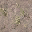 Bow_church_dirtLOD texture from ce_lod_05.txd (32x32 DXT1)