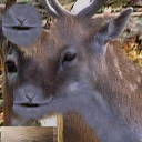 CJ_Deer1 texture from cj_ammo.txd (256x256 DXT1)