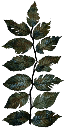 CJ_PLANT texture from crlsbits.txd (128x256 DXT3)
