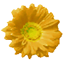 CJ_flower texture from csflower.txd (128x128 DXT1)