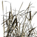 CJgrass texture from plants_designer.txd (128x128 DXT3)