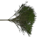 Elm_treegrn texture from tree1prc.txd (128x128 DXT3)